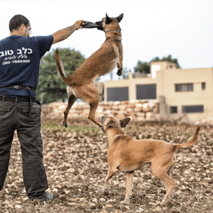 כלב טוב